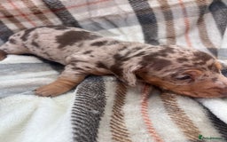 Miniature Dachshund dogs for sale: 5⭐️BREEDERS🏆KCREG🌸6GIRL💙1BOY🩺HEALTH TESTED🧬 - Image 12