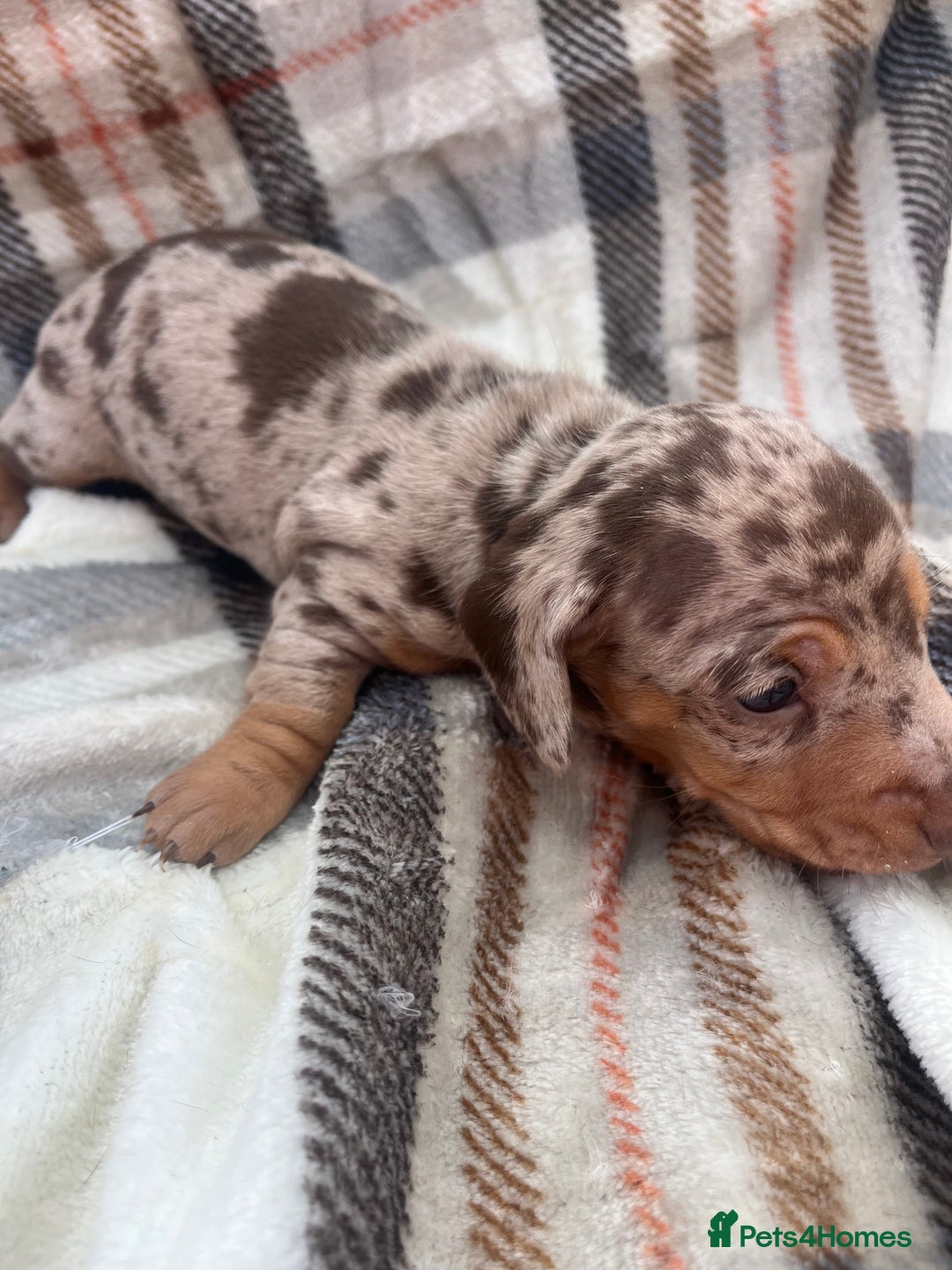 Miniature Dachshund dogs for sale: 5⭐️BREEDERS🏆KCREG🌸6GIRL💙1BOY🩺HEALTH TESTED🧬 - Image 12