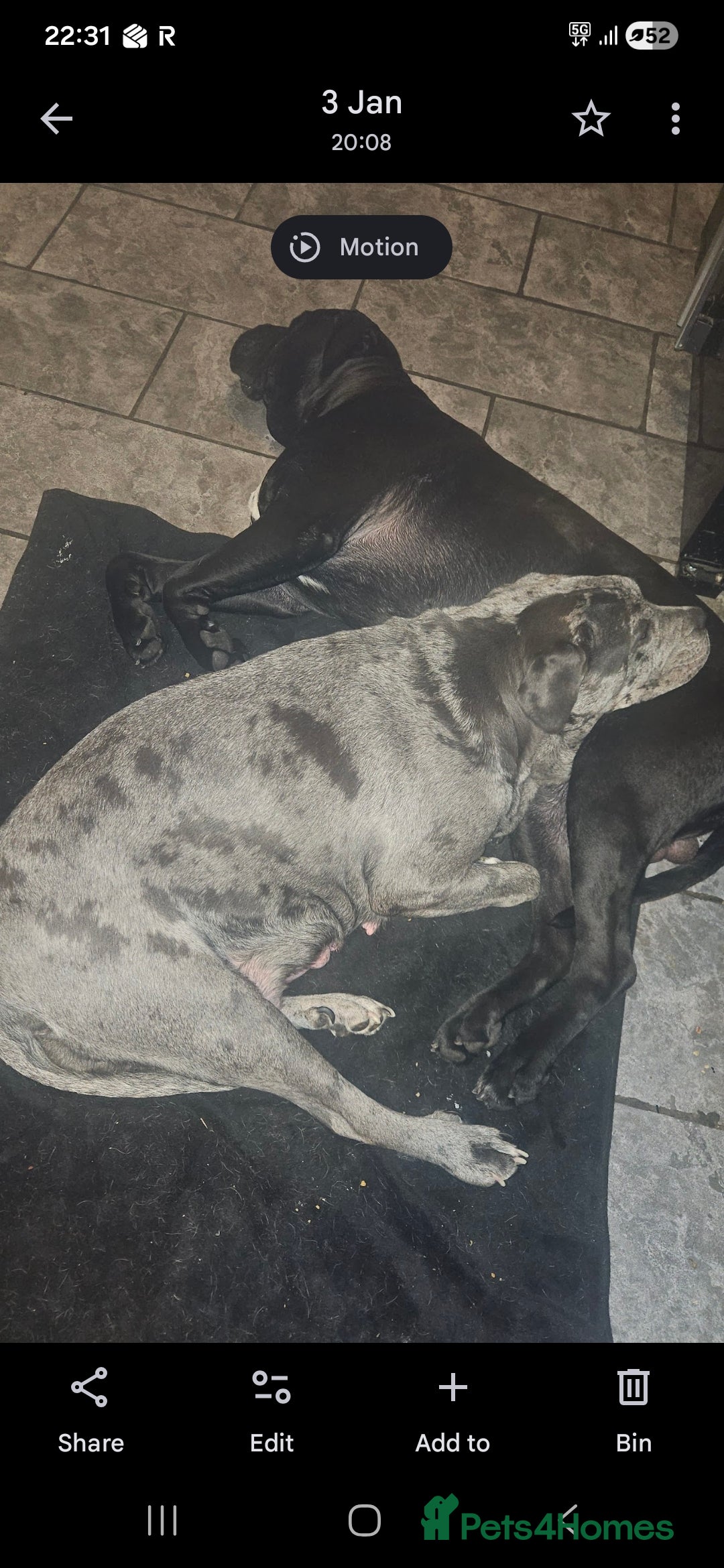 Cane Corso dogs for sale: Cane Corso Pups - Advert 3