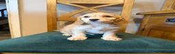 Cockapoo dogs for sale:  Girls Only from DNA Tested Parents  - Advert 11