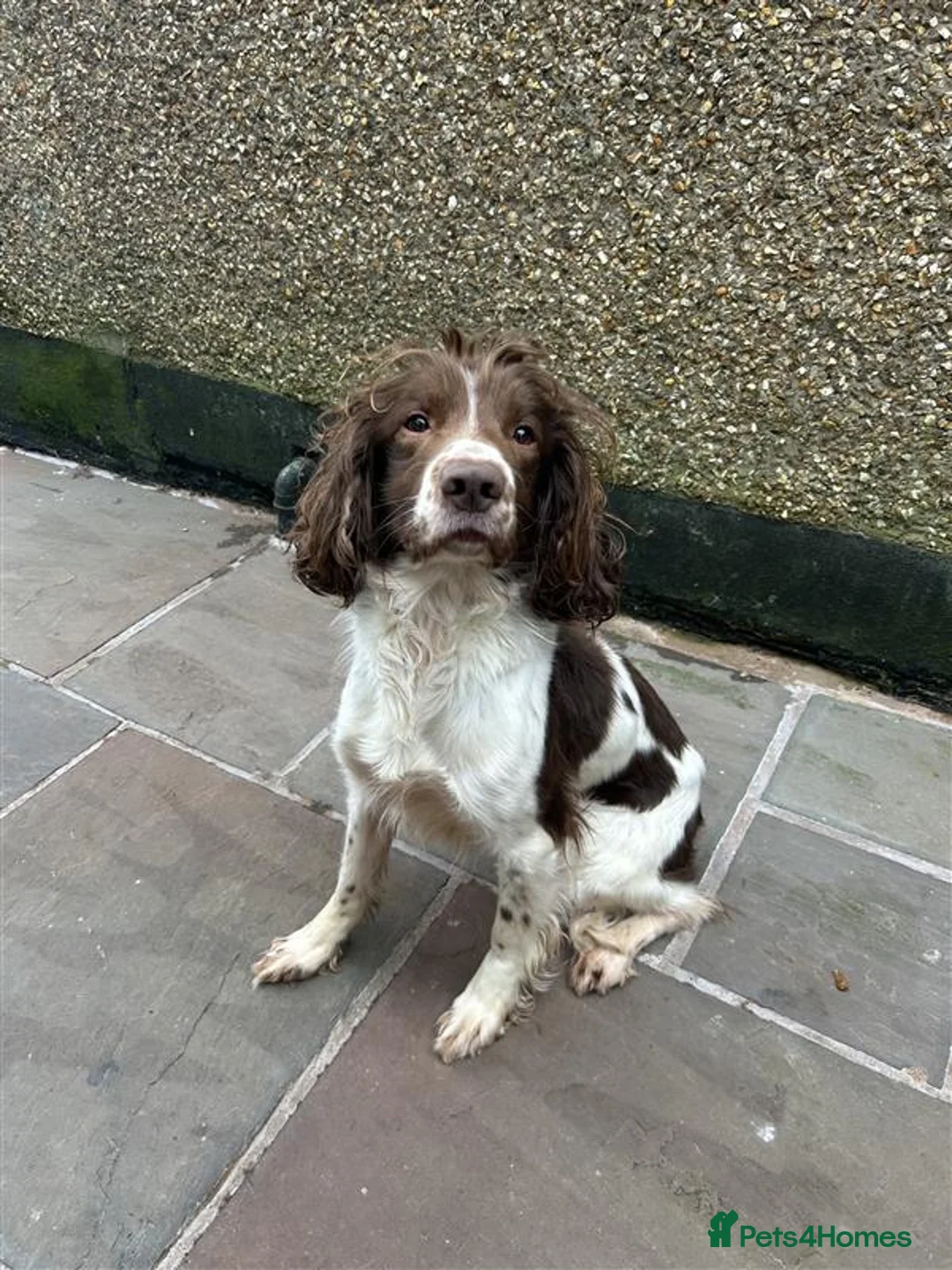 Mixed Breed dogs for sale: French bulldog x springer spaniel pups - Advert 3