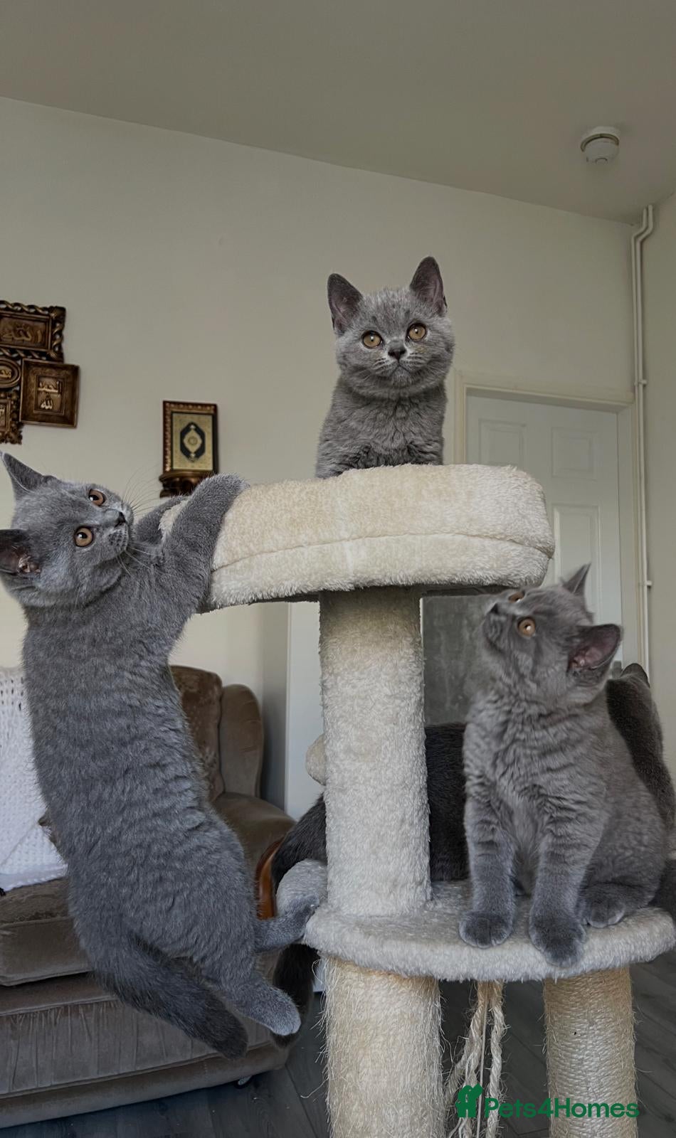 British Shorthair cats Reduced Price 3blue Britishshorthair kittens girls - Advert 1