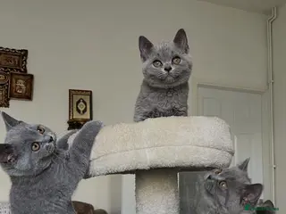 British Shorthair cats Reduced Price 3blue Britishshorthair kittens girls - Advert 1