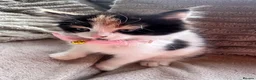 Mixed Breed cats for sale: Beautiful 8week old kittens  - Advert 5