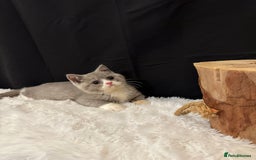 British Shorthair cats for sale: 💗 Gorgeous Full Pedigree BSH Trusted Breeder 💗 - Image 20