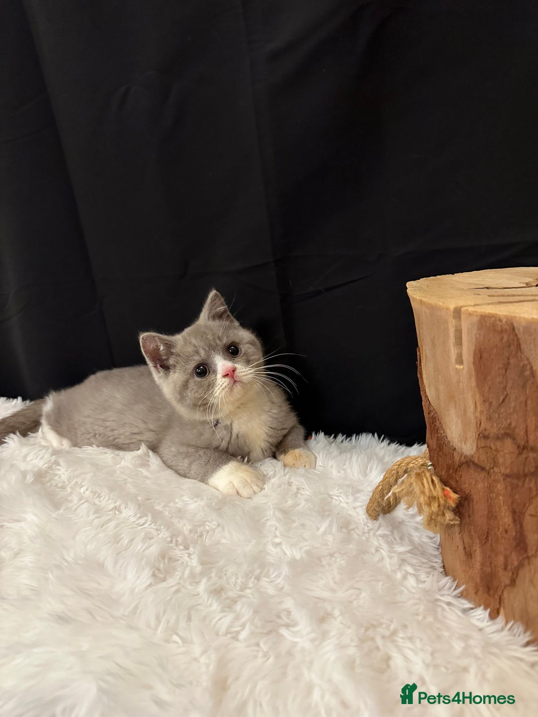 British Shorthair cats for sale: 💗 Gorgeous Full Pedigree BSH Trusted Breeder 💗 - Image 20