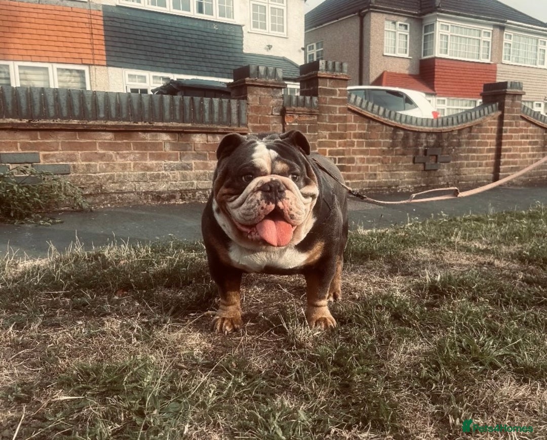 English Bulldog dogs for stud: HUGE CB BLUE TRI ENGLISH BULLDOG STUD in London - Advert 1