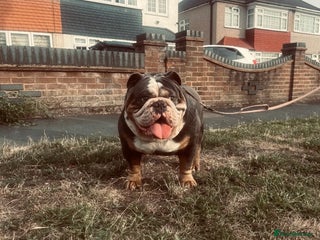 English Bulldog dogs in London - Advert 1