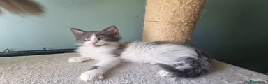 Maine Coon Kitten 2