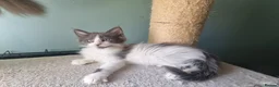 Maine Coon cats for sale: Maine Coon kittens  in Northampton - Advert 17
