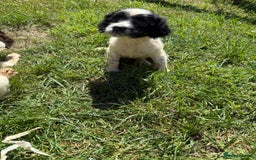 English Springer Spaniel dogs for sale: SIRED by IR FTCH Broomfield Abel of Sliabh - Image 6