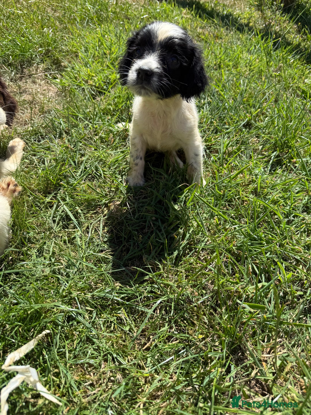 English Springer Spaniel dogs for sale: SIRED by IR FTCH Broomfield Abel of Sliabh - Image 6