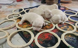 Maltese dogs for sale: 4 puppies bichons maltese - Image 22