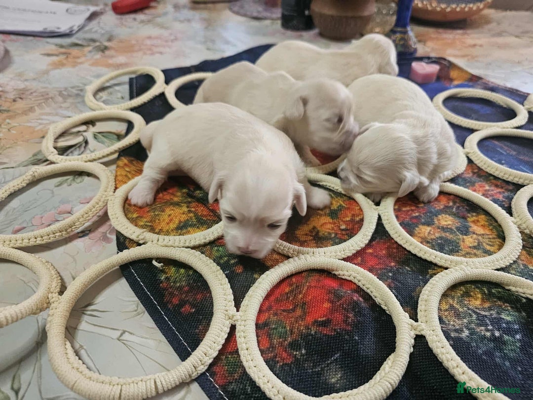 Maltese dogs for sale: 4 puppies bichons maltese - Image 22