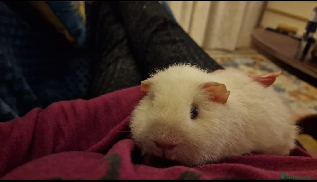 Guinea Pig rodents for sale: Bonded Rex Boar Brothers Arthur & Stanley - Advert 4