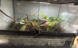 Frog reptiles for sale: 2 X Mossy Frogs and Set Up for sale - Image 1