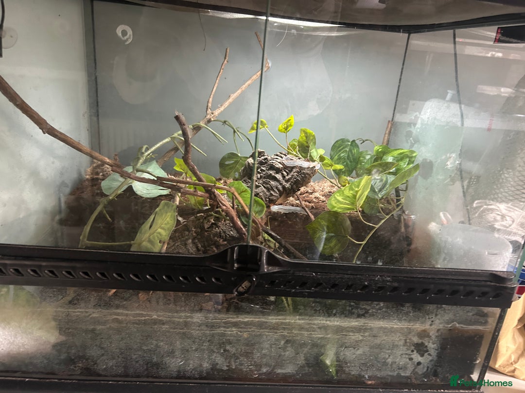 Frog reptiles for sale: 2 X Mossy Frogs and Set Up for sale - Image 1