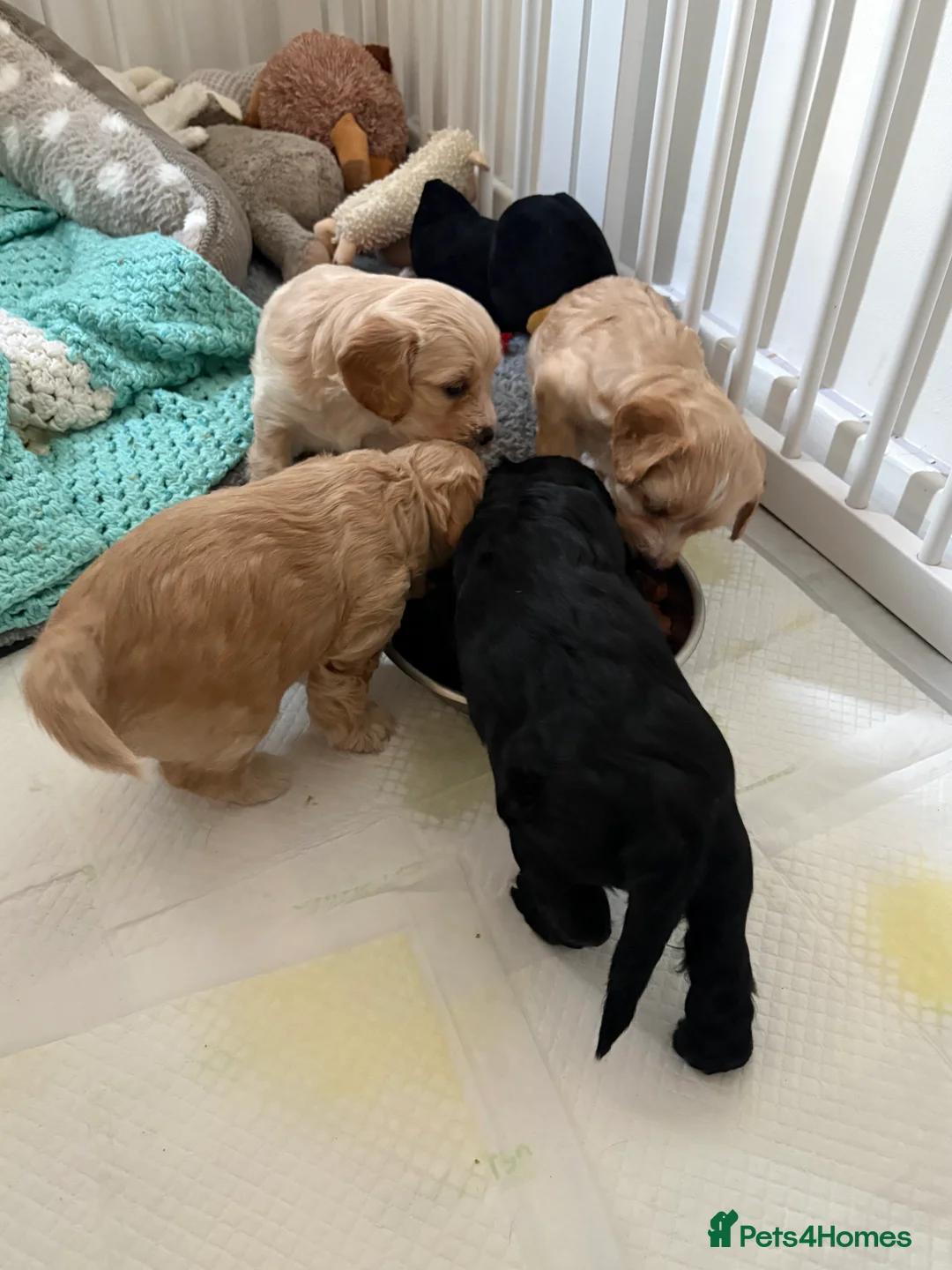 Cockapoo dogs for sale: Cockapoo puppies  - Advert 3