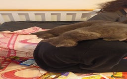 Mixed Breed cats for sale: Kittens - Image 1