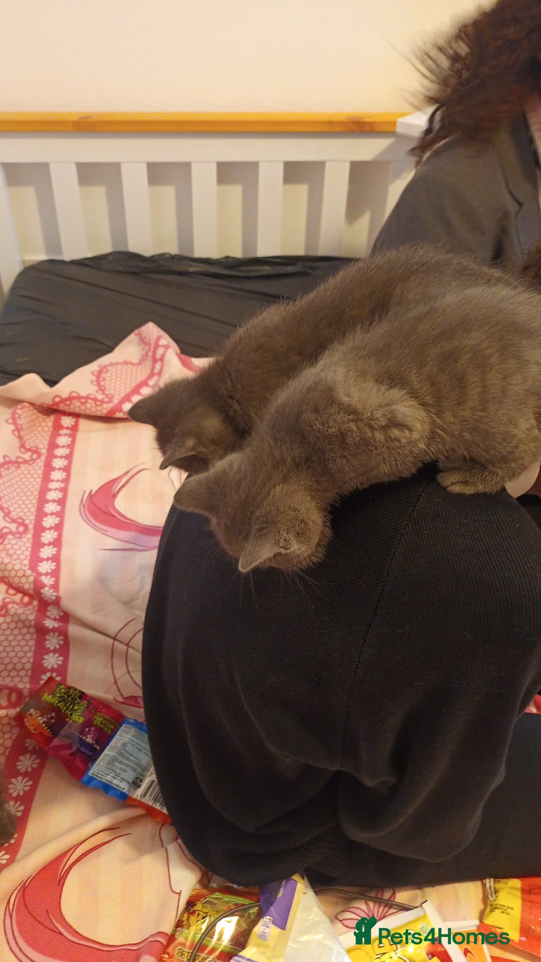 Mixed Breed cats for sale: Kittens - Image 1