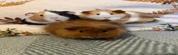 Guinea Pig rodents for sale: Lunkarya Mix Baby Male Guinea Pigs for Sale - Advert 6