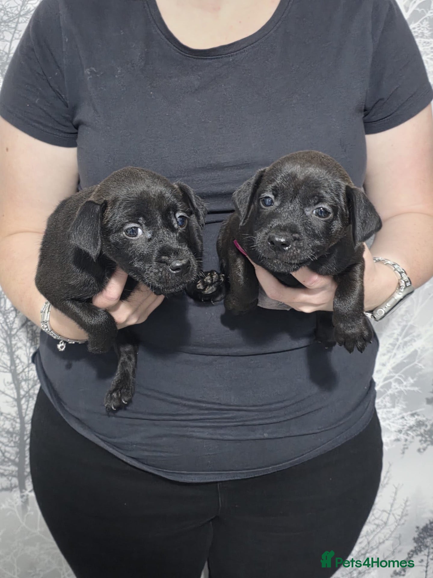 Patterdale Terrier dogs Stunning Patterdale Puppies - Advert 2