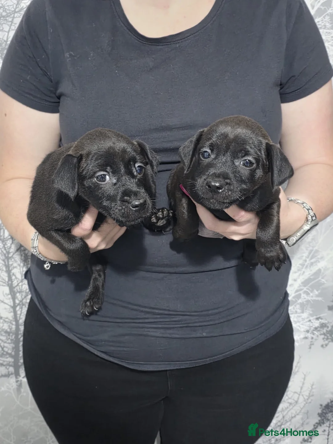 Patterdale Terrier dogs for sale: Stunning Patterdale Puppies - Advert 1