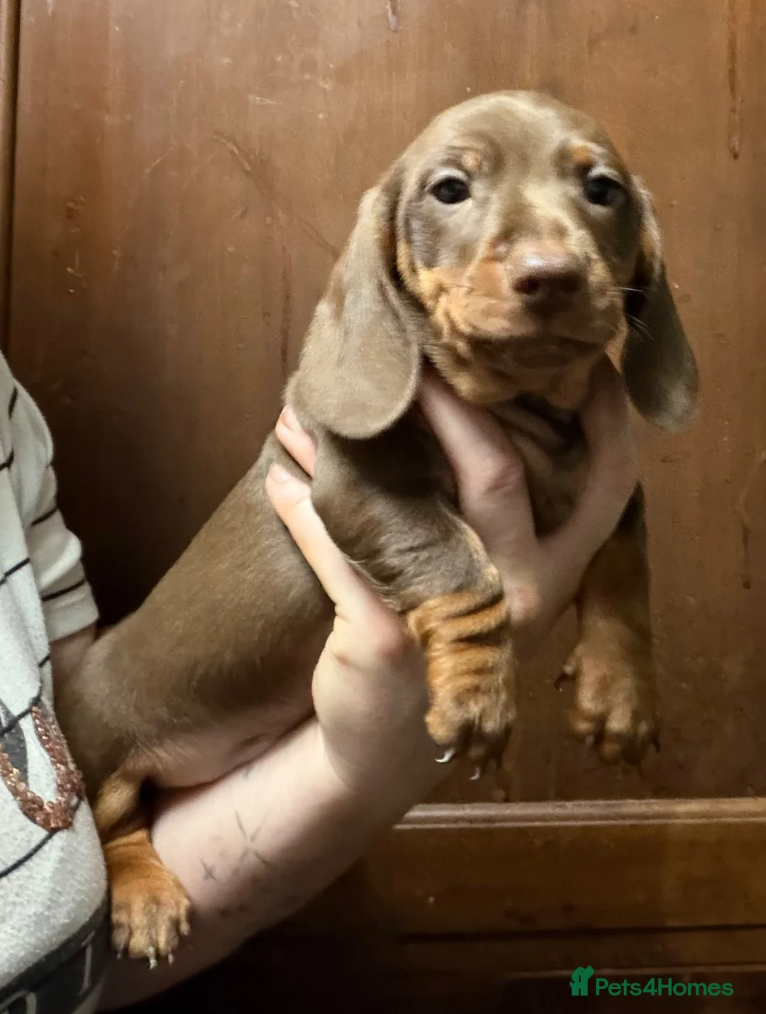 Miniature Dachshund dogs for sale: Miniature Dachshund Puppies - Advert 2