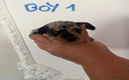 Miniature Dachshund dogs for sale: Miniature Dachshund Pups looking for forever homes - Image 5