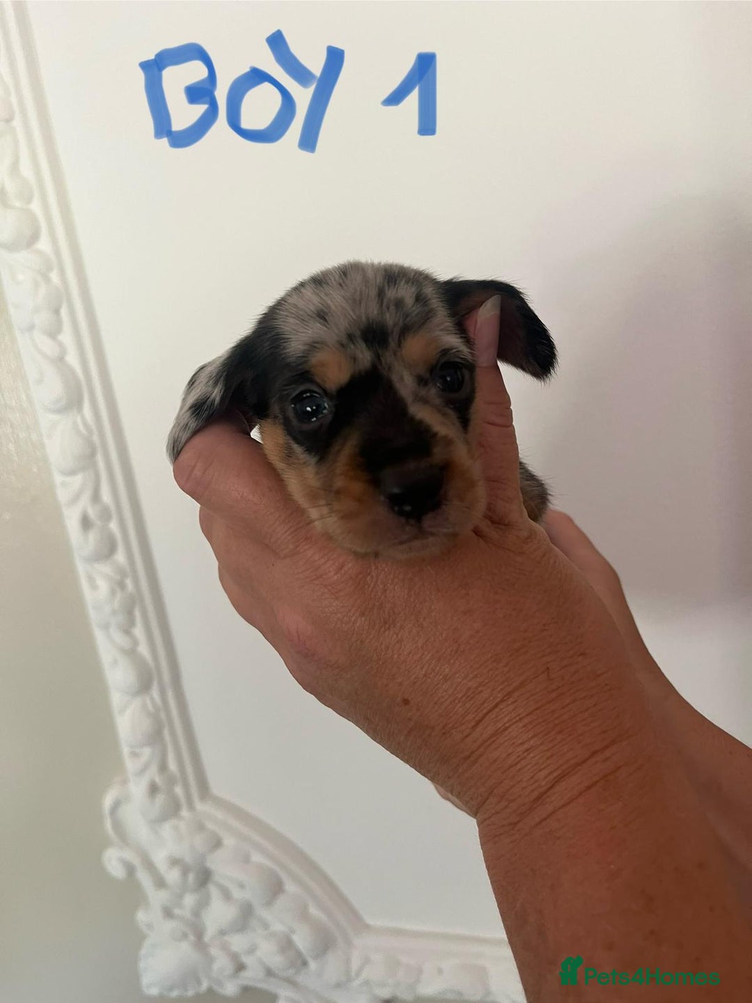 Miniature Dachshund dogs for sale: Miniature Dachshund Pups looking for forever homes - Image 5