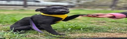 Mixed Breed dogs for adoption: ❤️🐶 INDY – DELICATE LIKE CRYSTAL, FULL OF LOVE in Burton-on-Trent - Advert 23