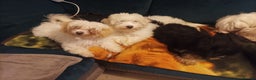 Maltipoo dogs for sale: Beautiful Maltipoo puppies  - Advert 12