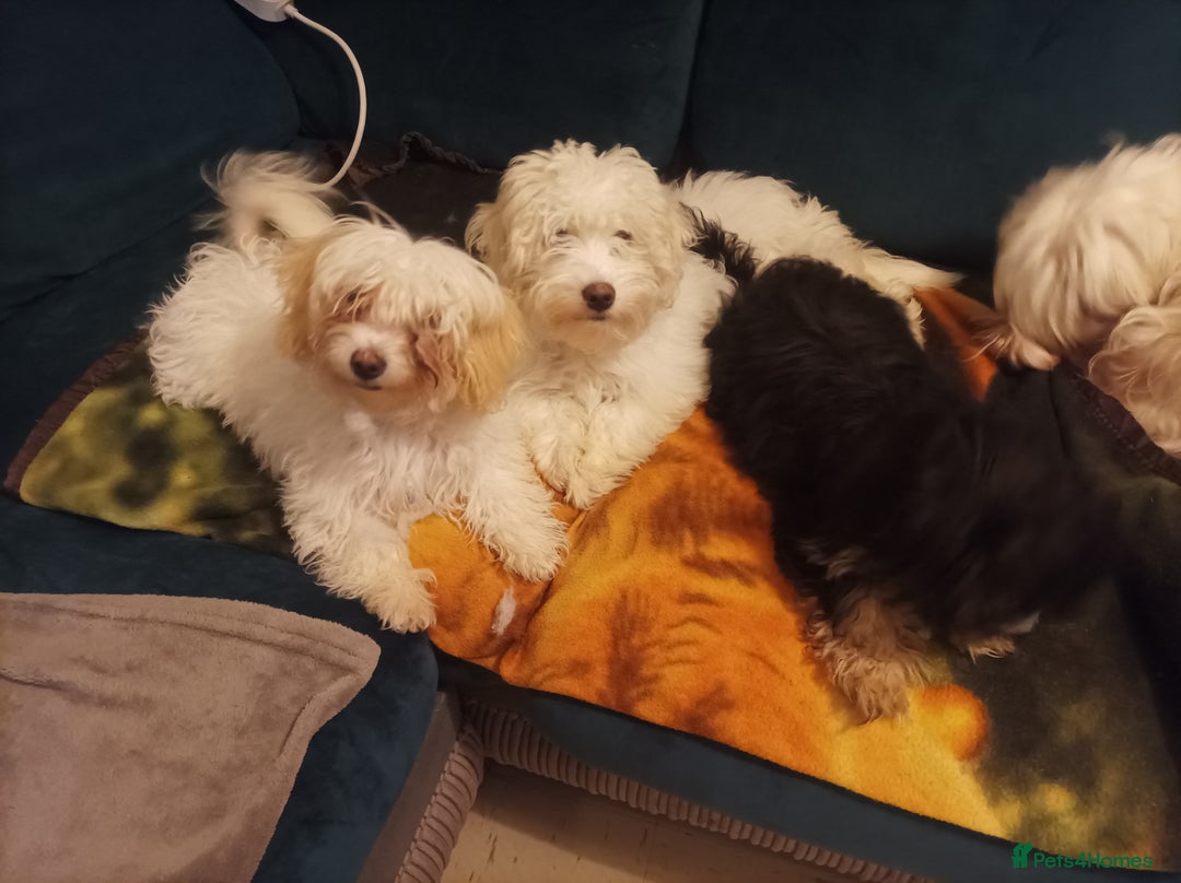 Maltipoo dogs for sale: Beautiful Maltipoo puppies  - Advert 12