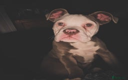 Dorset Olde Tyme Bulldogge dogs for sale: NEBBR 7 month lilac tri olde english bulldogge - Image 1