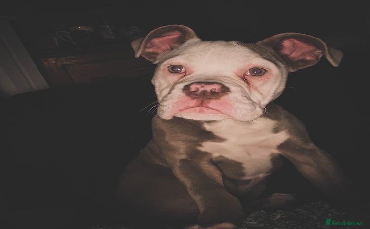 Dorset Olde Tyme Bulldogge dogs - Advert 1