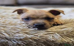 Staffordshire Bull Terrier dogs for sale: !READY NOW! KC Reg Quality Red Staffy Puppies  - Image 9