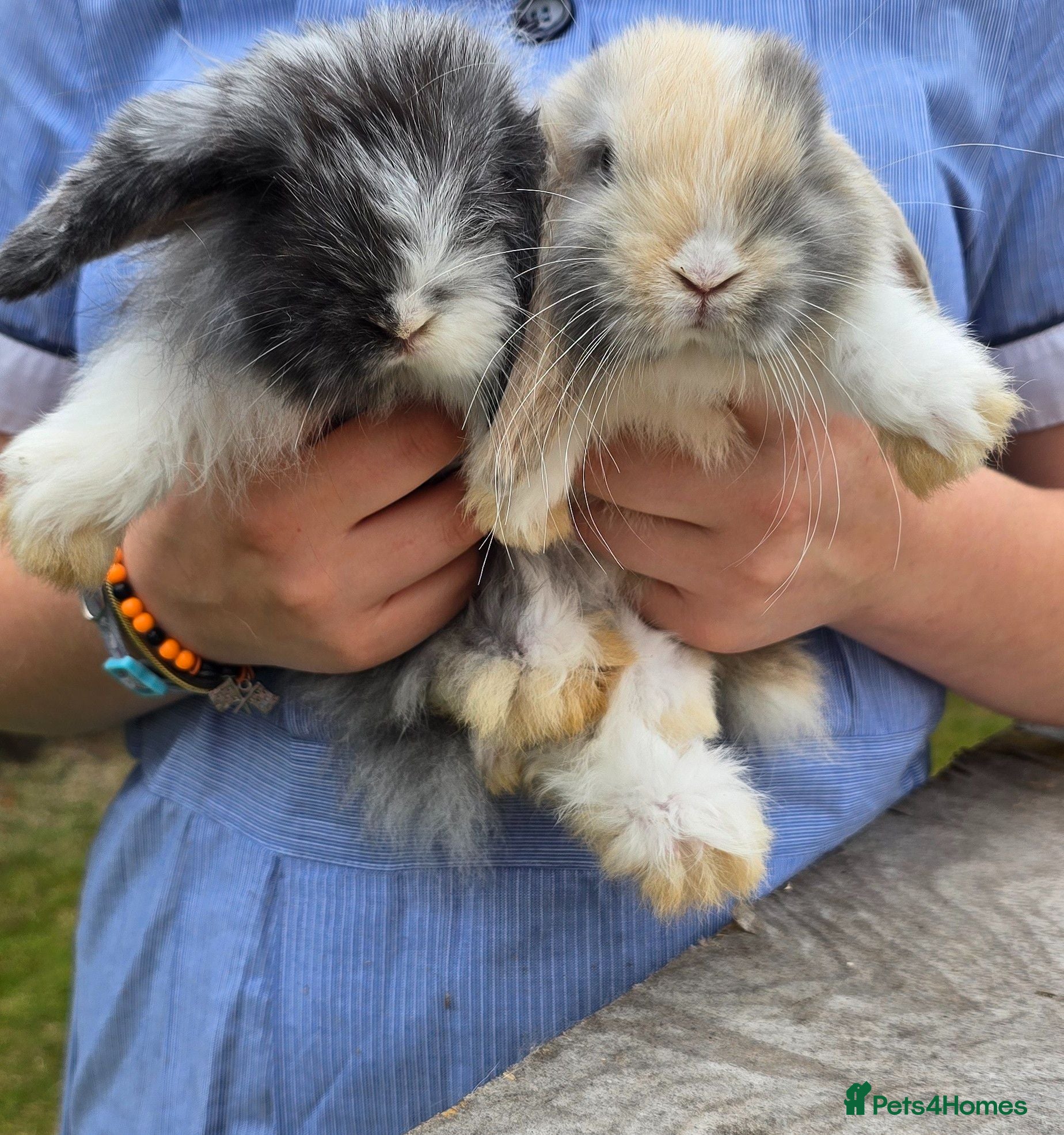 Mini Lop rabbits Mini lop bunnies for sale  - Advert 1