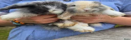 Mini Lop rabbits for sale: Mini lop bunnies for sale  - Advert 1