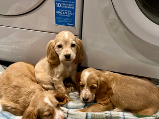 Cocker Spaniel dogs Beautiful Show Type Puppies - Advert 1