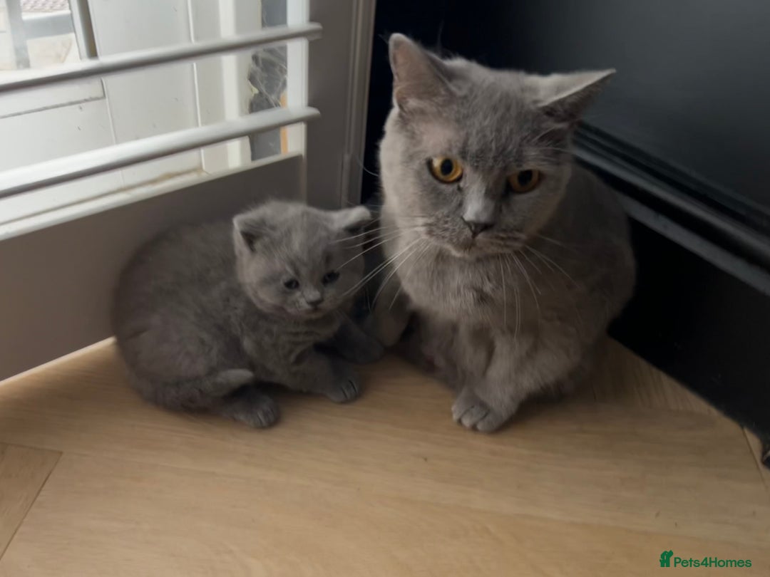 British Shorthair cats for sale: British Blue Boy Kitten For Sale - Image 4