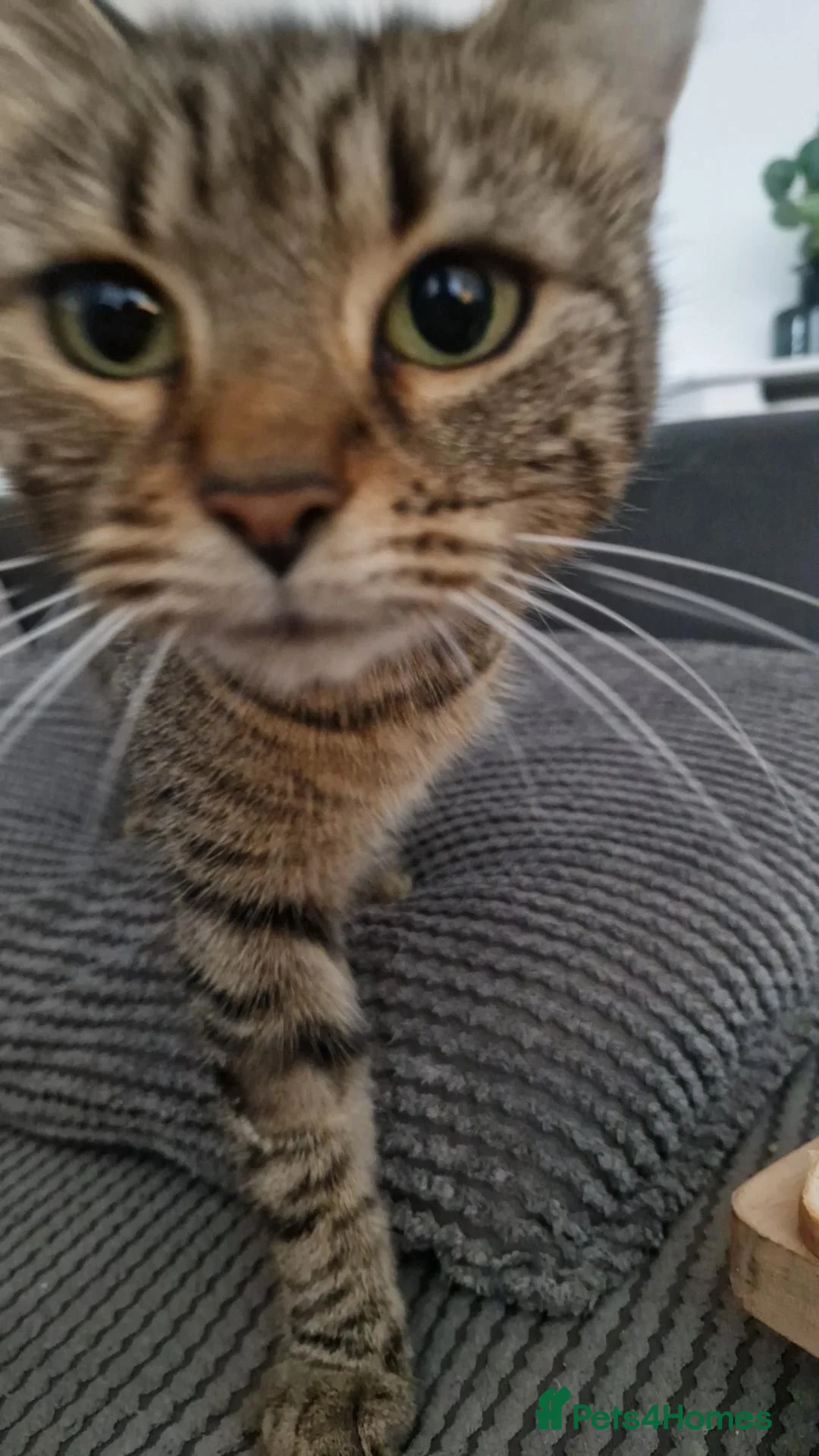 Mixed Breed cats for sale: 2 year old cat needs rehoming  - Advert 5