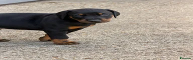 Dobermann 7