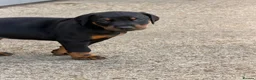 Dobermann dogs for sale: KC Registered Doberman Puppies 🐾 - Advert 12
