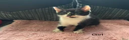 Mixed Breed cats for sale: Beautiful kittens  - Advert 6