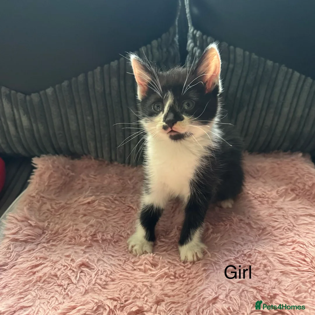 Mixed Breed cats for sale: Beautiful kittens  - Advert 6