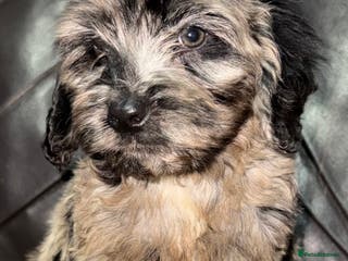 Cockapoo dogs Beautiful merle cockapoos - Advert 12