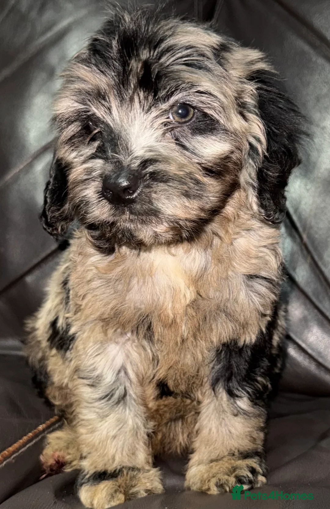 Cockapoo dogs for sale: Beautiful  merle cockapoos  - Advert 2