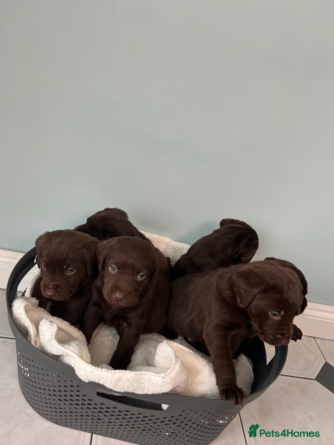 Labrador Retriever dogs for sale: Chunky chocolate Labrador puppies - Advert 7