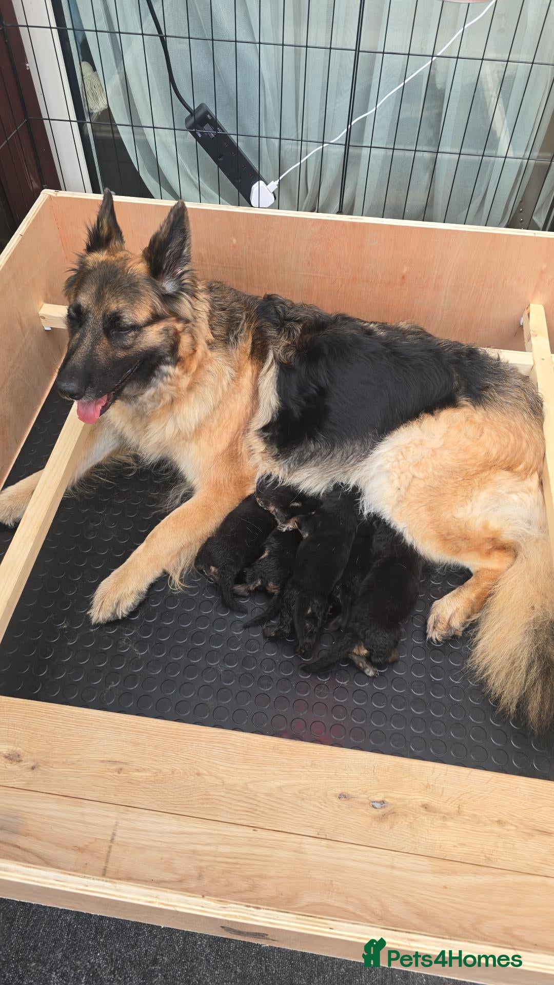 German Shepherd dogs German Shepherd Puppies 3 Males & 2 Females - Advert 12