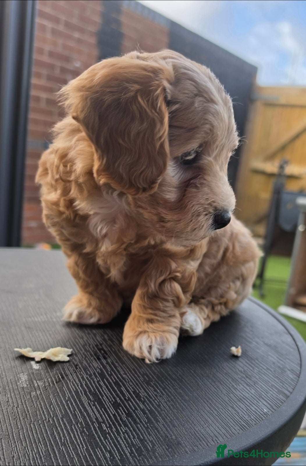 Maltipoo dogs Gorgeous f2 maltipoo puppies  - Advert 11